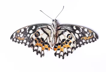 Crédence de cuisine en verre imprimé Papillon colorful beautiful butterfly on white background