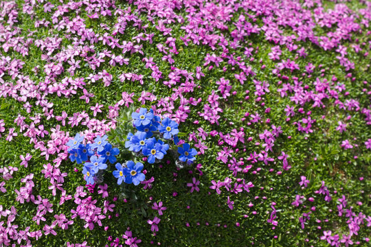 Alpine flower Eritrichium nanum (arctic alpine forget-me-not) and Silene acaulis as background, Aosta valley