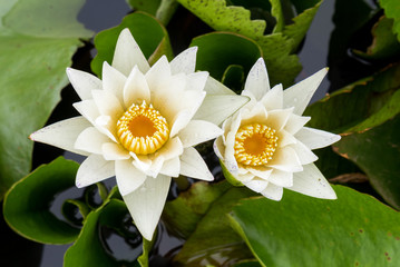 White lotus color flowers on the pond