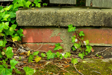 Ivy encroachment on a brick garden wall