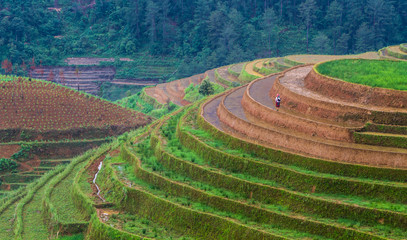 Rice fields on terraced of Mu Cang Chai , Vietnam