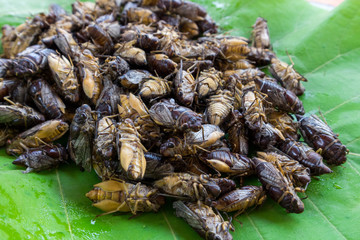 Closeup cicada on tree leaf