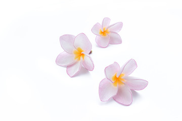 Fototapeta na wymiar Pink plumeria flower on white background