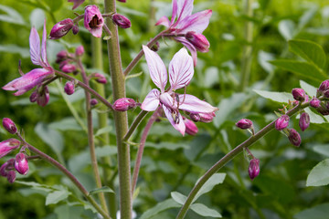 Diptam (Dictamnus Albus)
