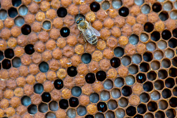 The bees working on the honeycomb