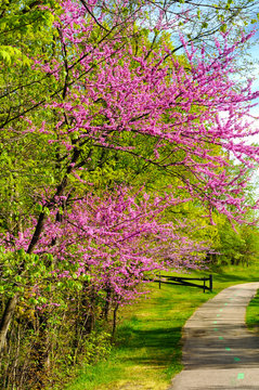 Flowering redbuds in spring by a park bicycle path