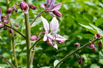 Obraz premium Diptam (Dictamnus Albus)