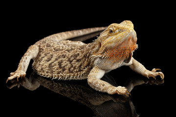 Bearded Dragon Llizard Lying on Mirror Isolated on Black Background