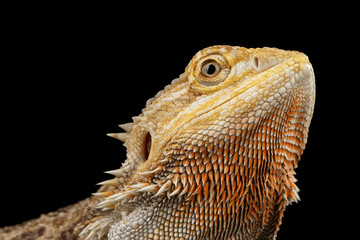 Closeup head of Beutiful Bearded Dragon Llizard, agama, Isolated on Black Background, Side view