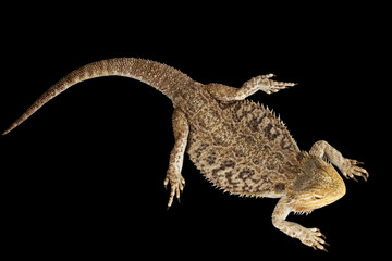 Bearded Dragon Llizard Lying, agama, Isolated on Black Background, Top view