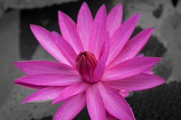 Pink lotus blossoms blooming on black and white background