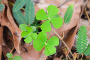 green leaf of marsilea crenata