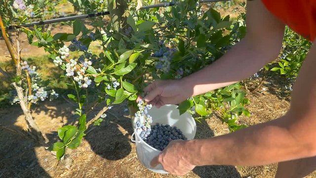 Man pick up blueberry at  the farm 