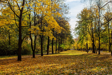 landscape with fallen leaves