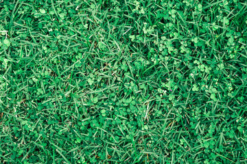 Green grass for texture/background.