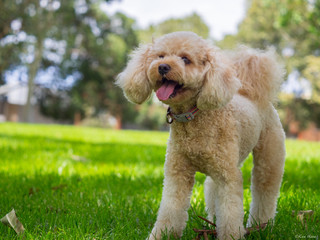 A cavoodle having fun in a park