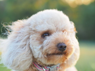 A portrait of a cavoodle