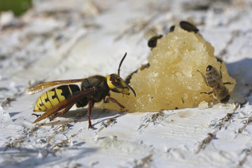 Hornet eats honey.