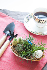 Mini cactus and succulent garden on pink fabric in living room,