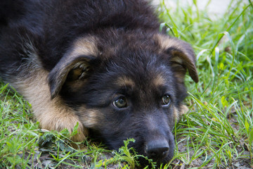 Sad Puppy German Shepherd
