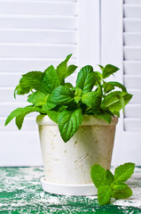 Green mint sprouts