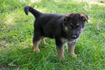 Puppy German Shepherd