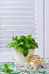 Green mint sprouts