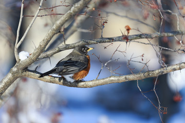Robin Warming in the Winter Sun