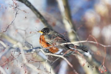 Robin Warming in the Winter Sun