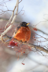 Robin Warming in the Winter Sun