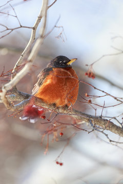 Robin Warming In The Winter Sun