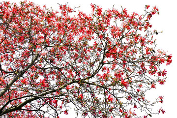 Red Spring Blossoms Against White Background
