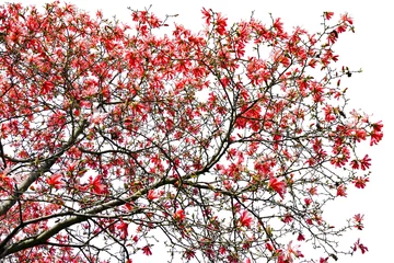 Papier Peint photo autocollant Magnolia Red Spring Blossoms Against White Background