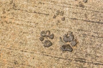 Dog paw print on asphalt