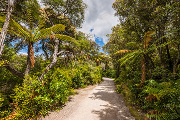 Fototapeta na wymiar Forest in New Zealand near Rotorua