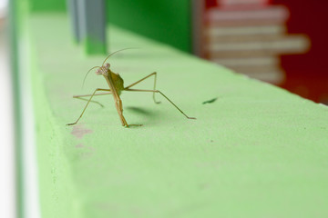 Tropical Praying Mantis Posed on a rock with green