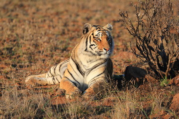 Fototapeta premium Portrait shot of a Bengal Tiger in the wild