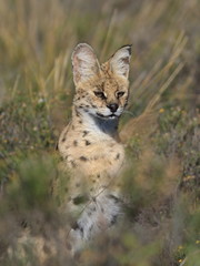 Portrait of a Serval cat.  Servals are excellent jumpers and can reach a height of 3 metres to reach out for its favourite food of birds, on a small tree.

