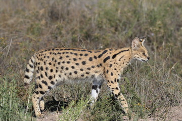 Portrait of a Serval cat.  Servals are excellent jumpers and can reach a height of 3 metres to...