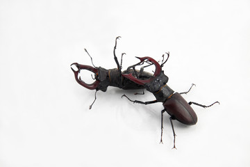 fight between two males beetles deer on white background