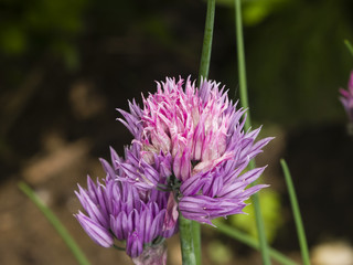Purple chives blossom at flowerbed macro, selective focus, shallow DOF