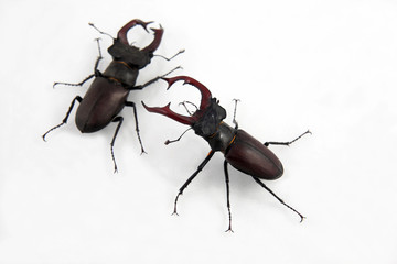 two male beetles deer on white background
