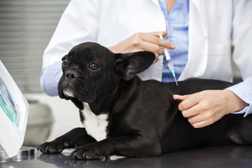 Veterinarian Giving Injection To French Bulldog Lying On Table