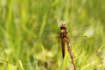 可愛いハラビロトンボ