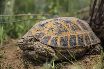 wild turtle in steppe in Kazakhstan, Malaysary
