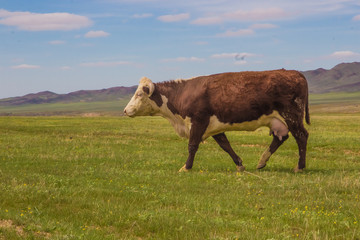 Cow grazing on kazakh steppe pastures