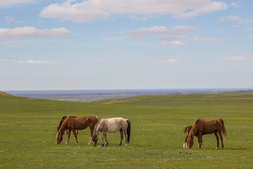 Naklejka na ściany i meble Horses in the steppes of Kazakhstan near Almaty