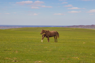 Fototapeta na wymiar Horse with a foal in the steppes of Kazakhstan near Almaty