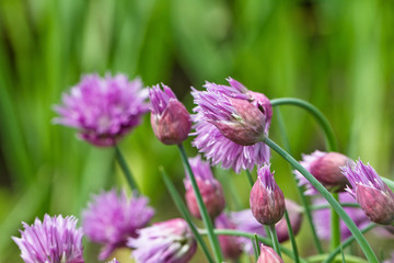 Flowering  perennial plants of the Siberian onion