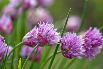 Flowering  perennial plants of the Siberian onion